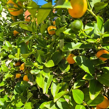 Citrusliget Vendeghaz Pensionat *
