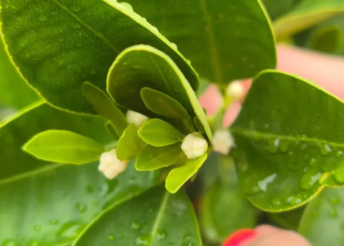 Pensiune Citrusliget Vendeghaz