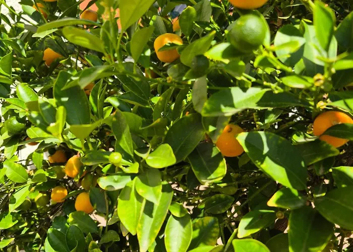 Citrusliget Vendeghaz Pensiune *